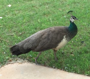 Penny, our friendly neighborhood peahen